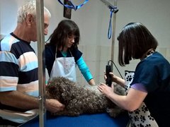 Animal Help - Servicii pentru animale de companie