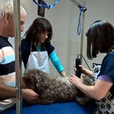 Animal Help - Servicii pentru animale de companie